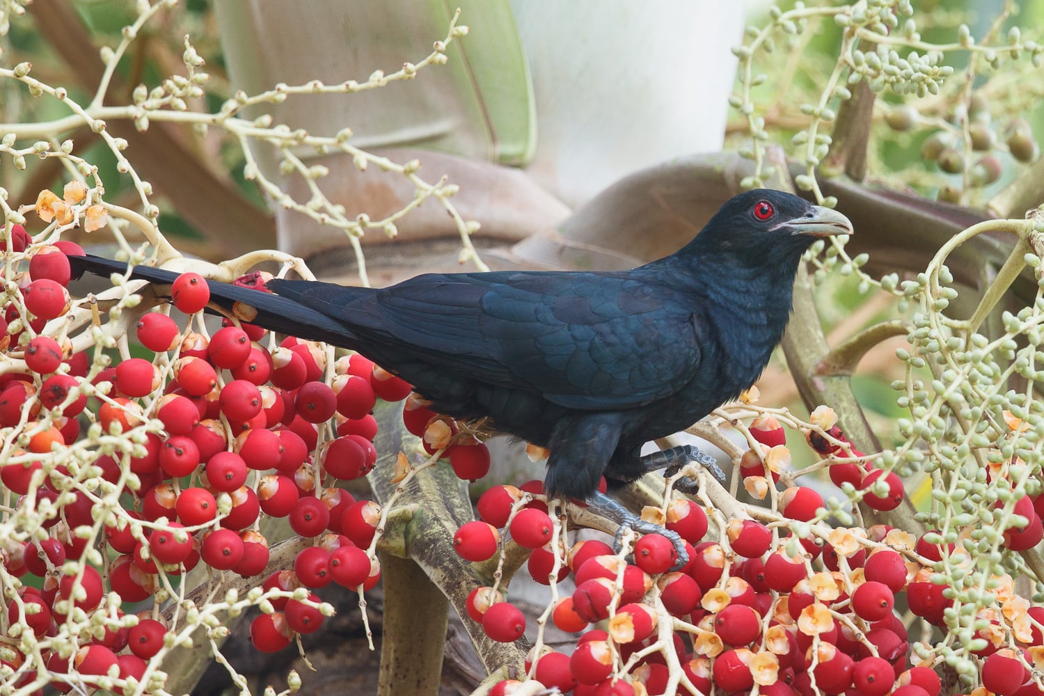 native national animal