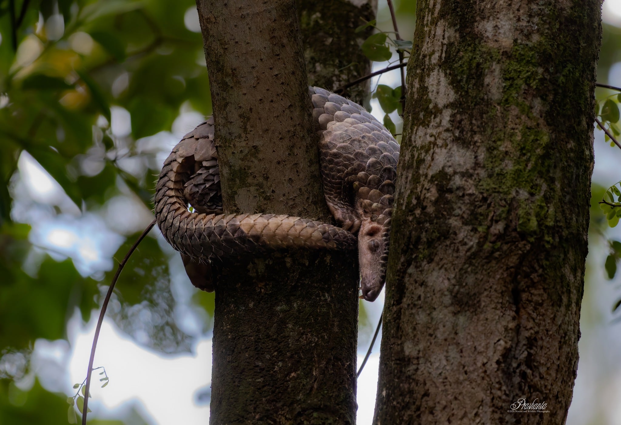 photographer pangolin daytime