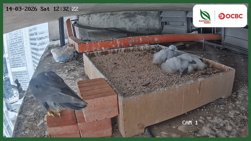 peregrine feeding livestream 1