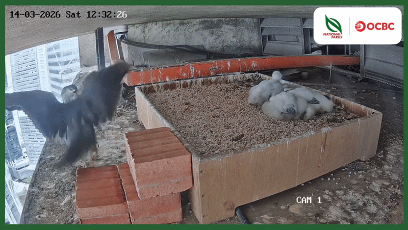 peregrine feeding livestream 2