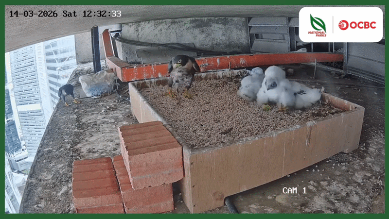 peregrine feeding livestream 3