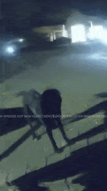 police wandering dog chase pup