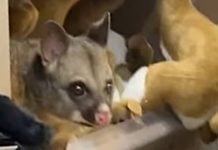 possum australia airport