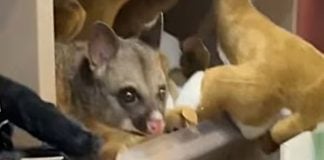 possum australia airport