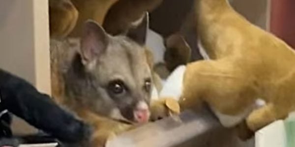 possum australia airport