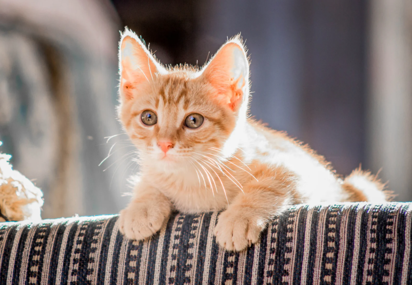 reputable cat dog breeders singapore (1)