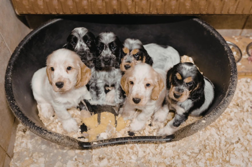 reputable cat dog breeders singapore