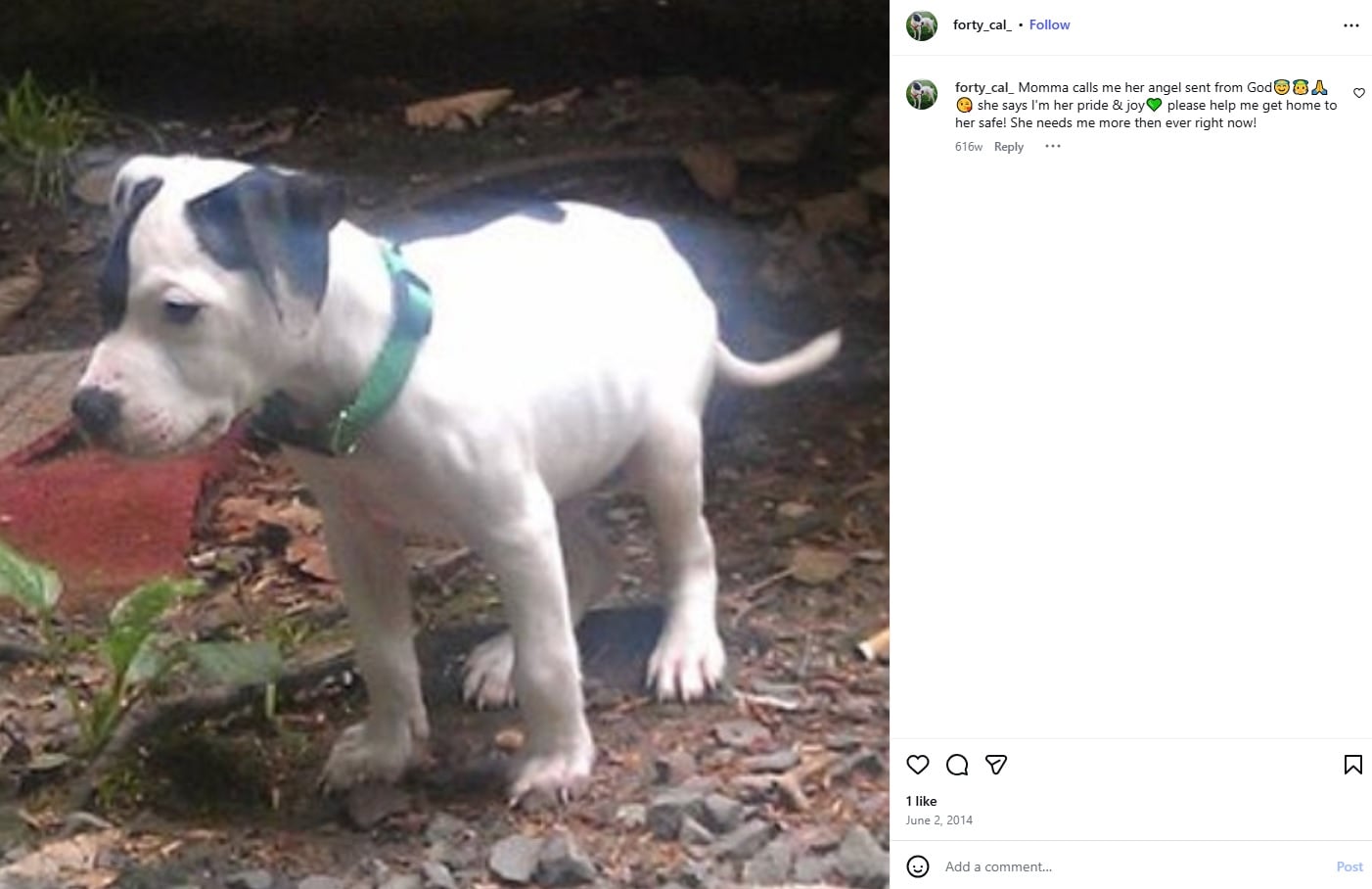 reunited dog 11 years instagram