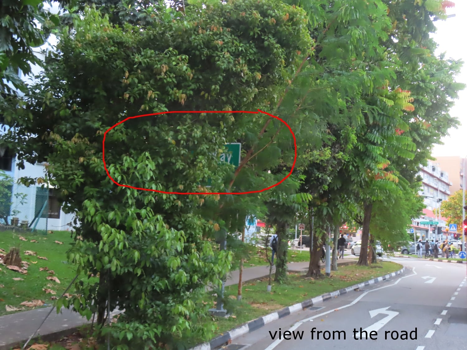 road sign blocked tree