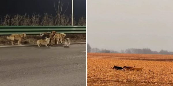 7 dogs in China travel around 17km to return home together after escaping from dog thief
