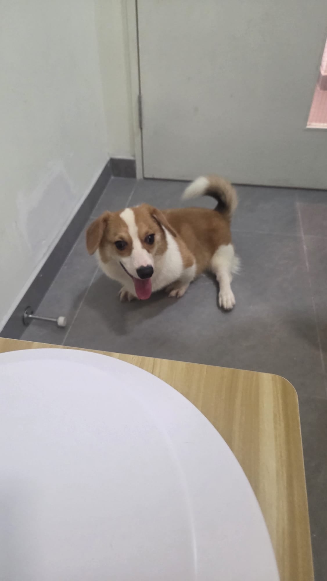 surgery corgis breeder kennel (1)