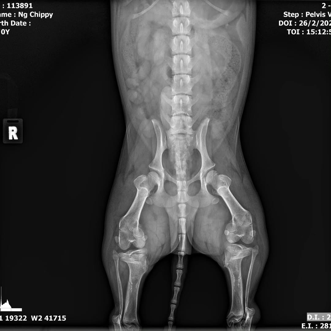 surgery corgis breeder kennel (1)