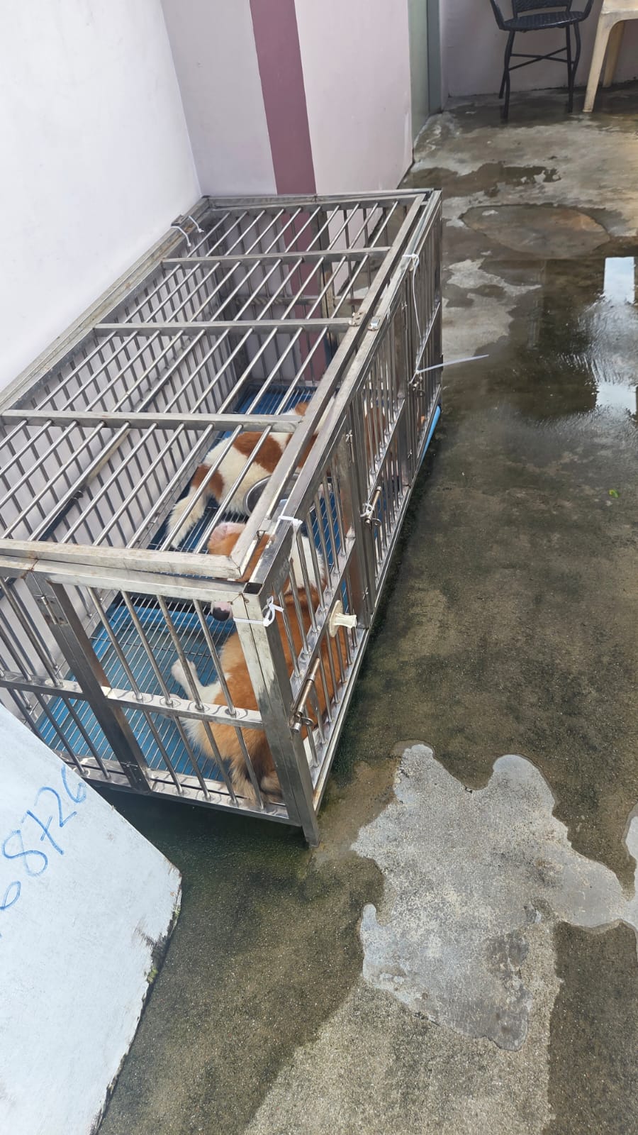 surgery corgis breeder kennel (2)