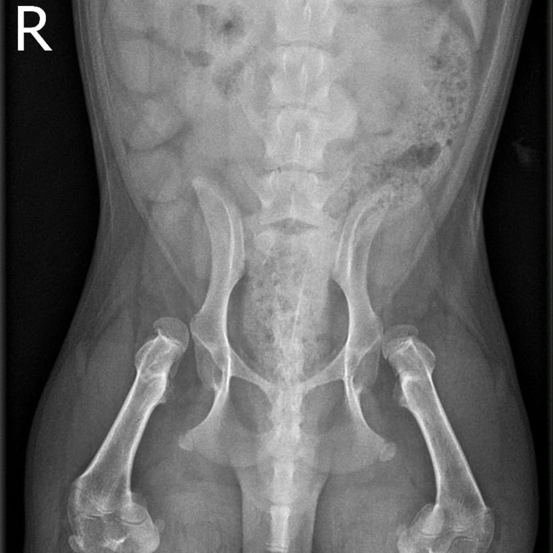 surgery corgis breeder kennel (2)