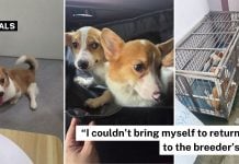 surgery corgis breeder kennel