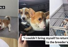 surgery corgis breeder kennel (3)