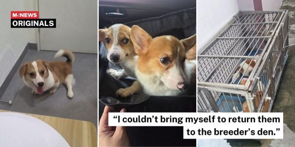 surgery corgis breeder kennel (3)