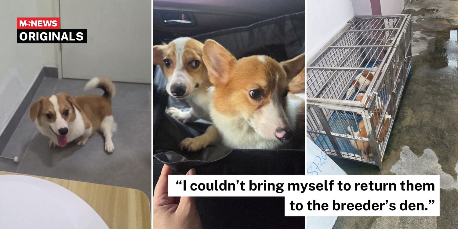 surgery corgis breeder kennel