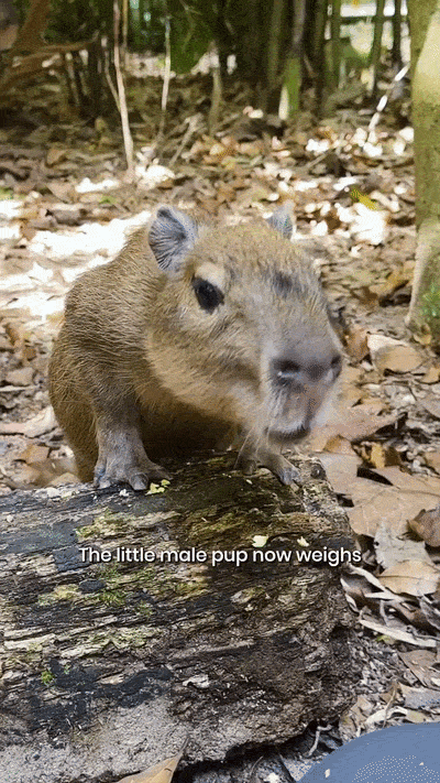 baby capybara dies