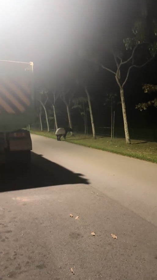 cyclist tapir serangoon