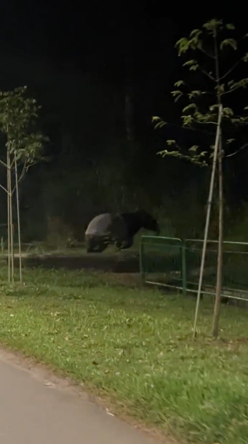 cyclist tapir serangoon