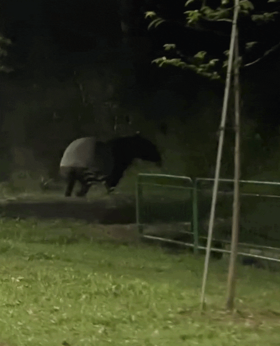 cyclist tapir serangoon