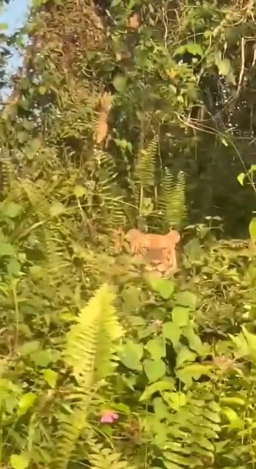 malayan-tiger-kluang