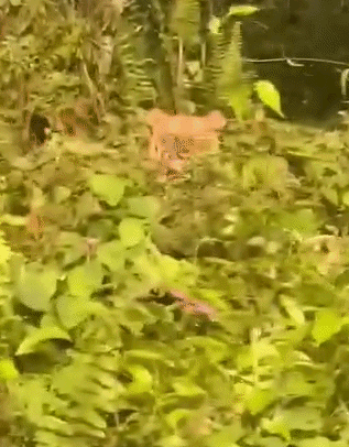 malayan-tiger-kluang