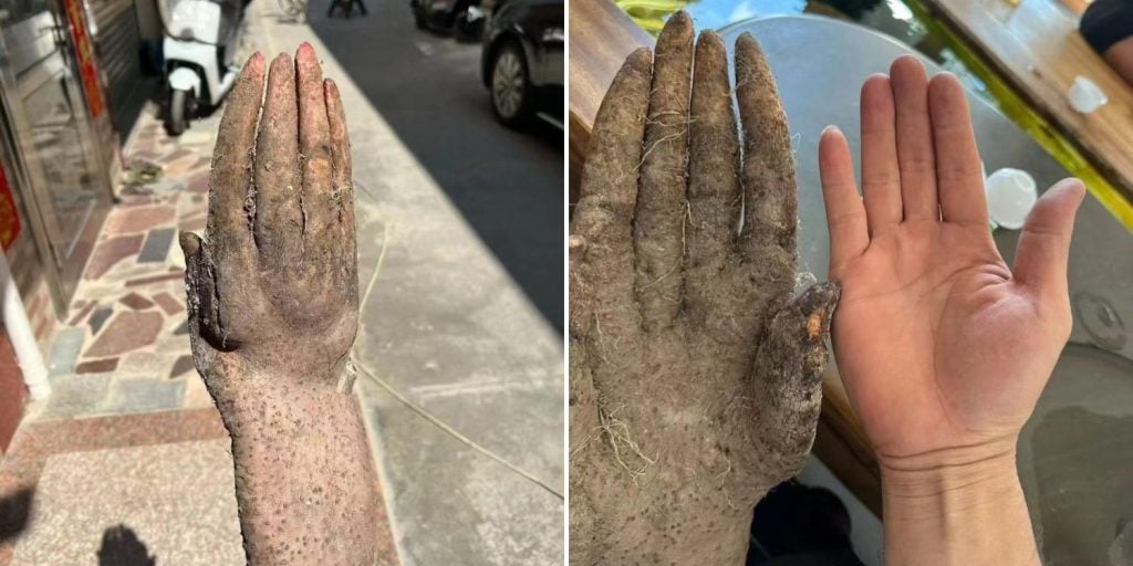 yam shaped like hand