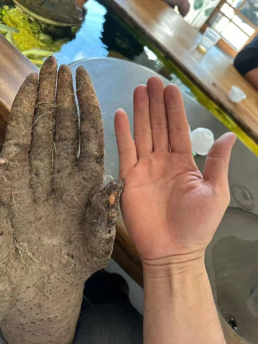 yam shaped like hand (2)