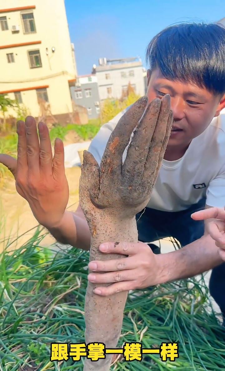 yam shaped like hand (4)
