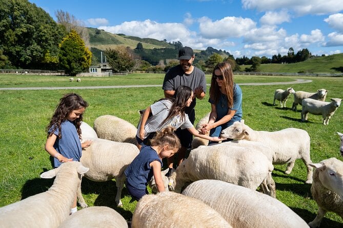 sheep in new zealand