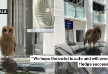 woman rescues owl perched atop car in Bukit Batok
