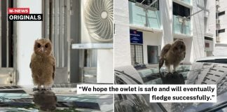 woman rescues owl perched atop car in Bukit Batok