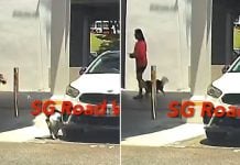 dog urinates on car