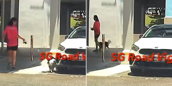 dog urinates on car