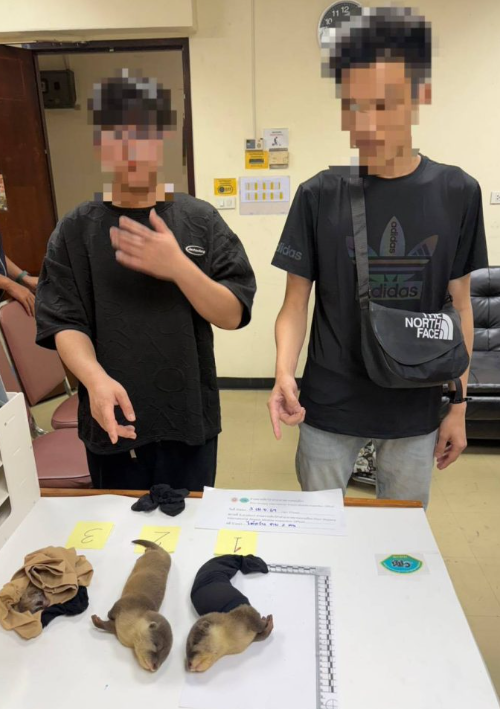 taiwanese protected animals