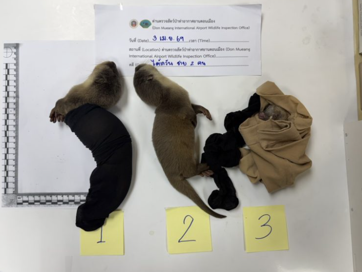 taiwanese protected animals