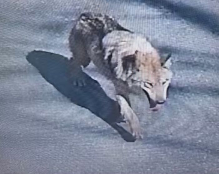 wolf escapes korea
