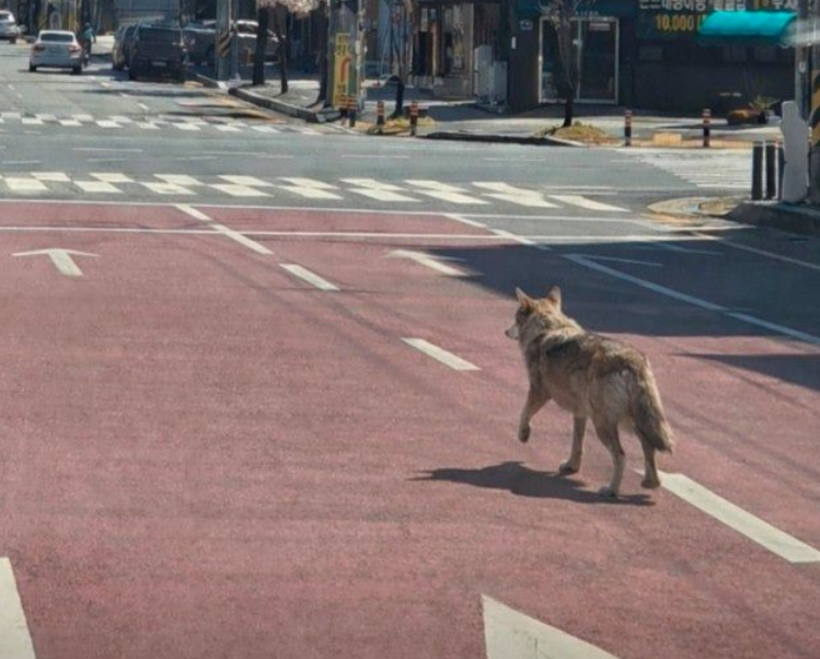wolf escapes korea