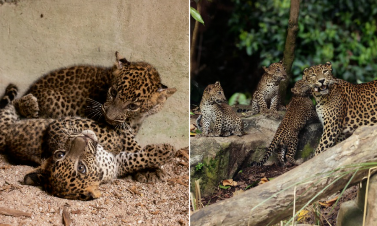 3 Sri Lankan leopard cubs make their public debut at Singapore Zoo