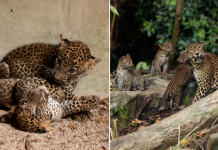 leopard cubs singapore zoo