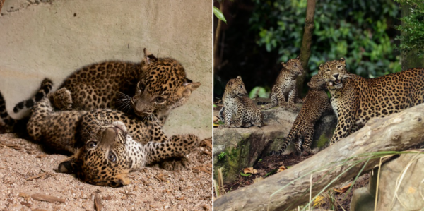 leopard cubs singapore zoo