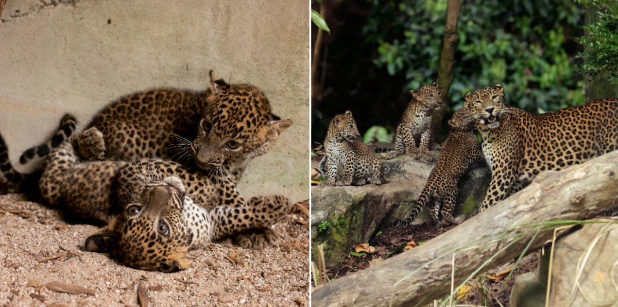 leopard cubs singapore zoo