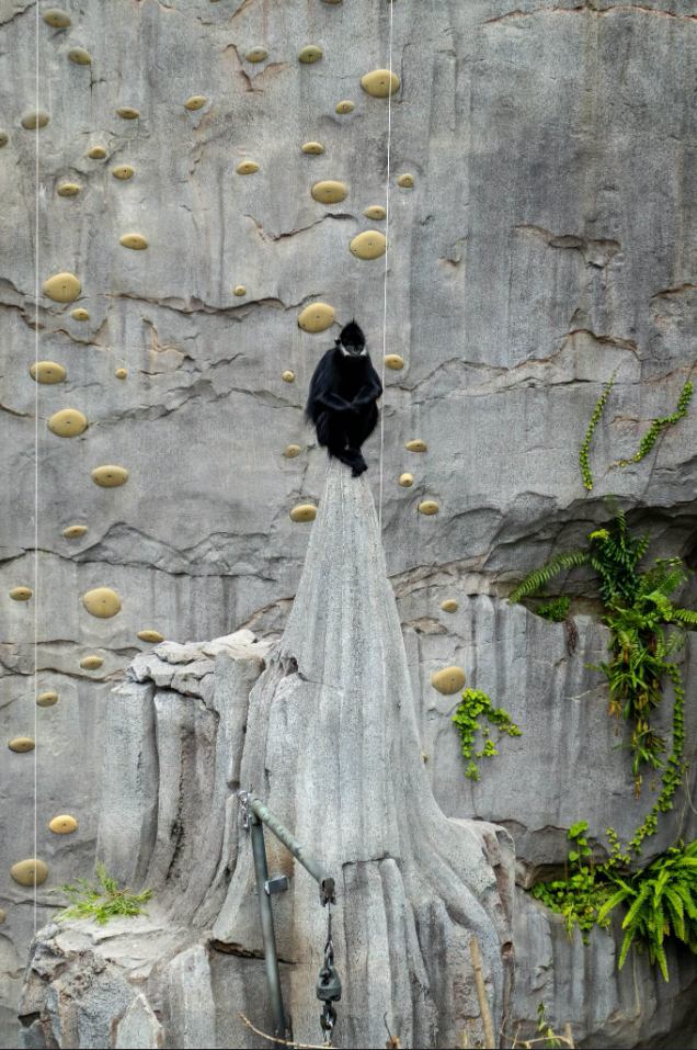 François’ langur