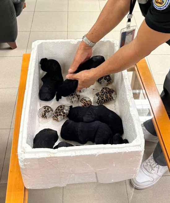 taiwanese airport tortoises