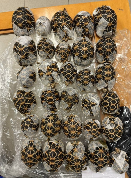 taiwanese airport tortoises