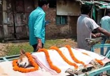 Stray dog venomous snake