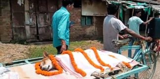 Stray dog venomous snake