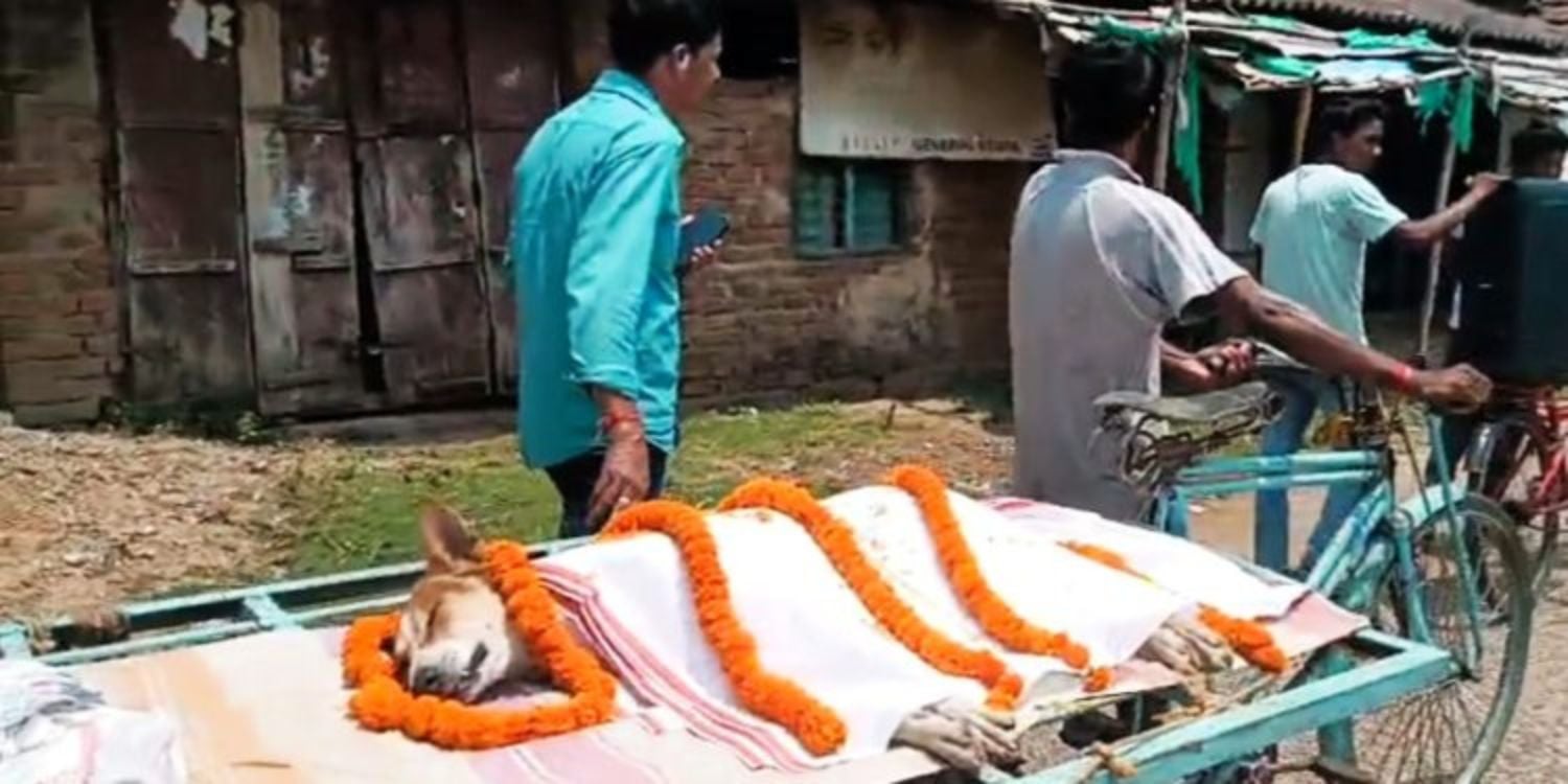 Stray dog venomous snake